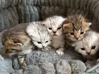 Scottish Fold cats Beautiful Scottish Fold Kittens for Loving Homes🐱 - Advert 9