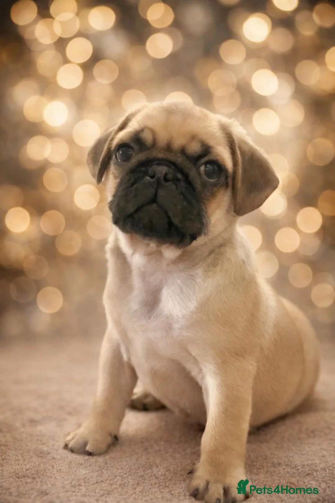 Pug dogs for sale: KC REGISTERED PUG PUPPY ( PADDINGTON ) - Advert 2