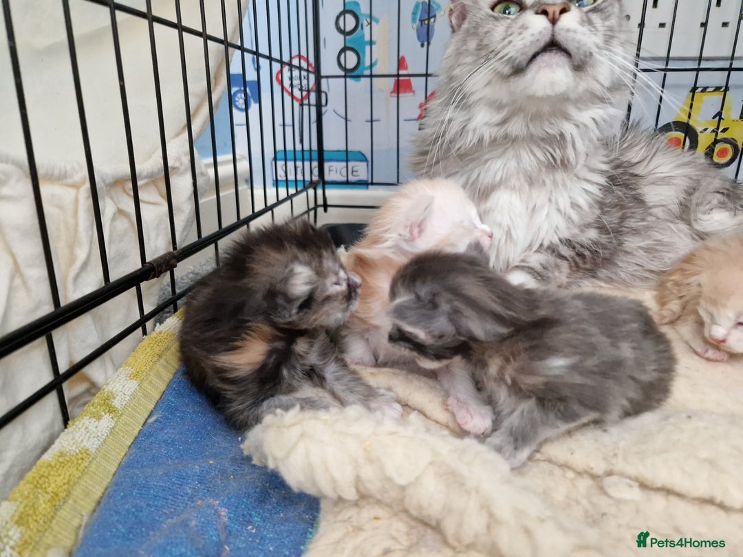 Maine Coon cats for sale: Gorgeous maine coon babies - Image 10