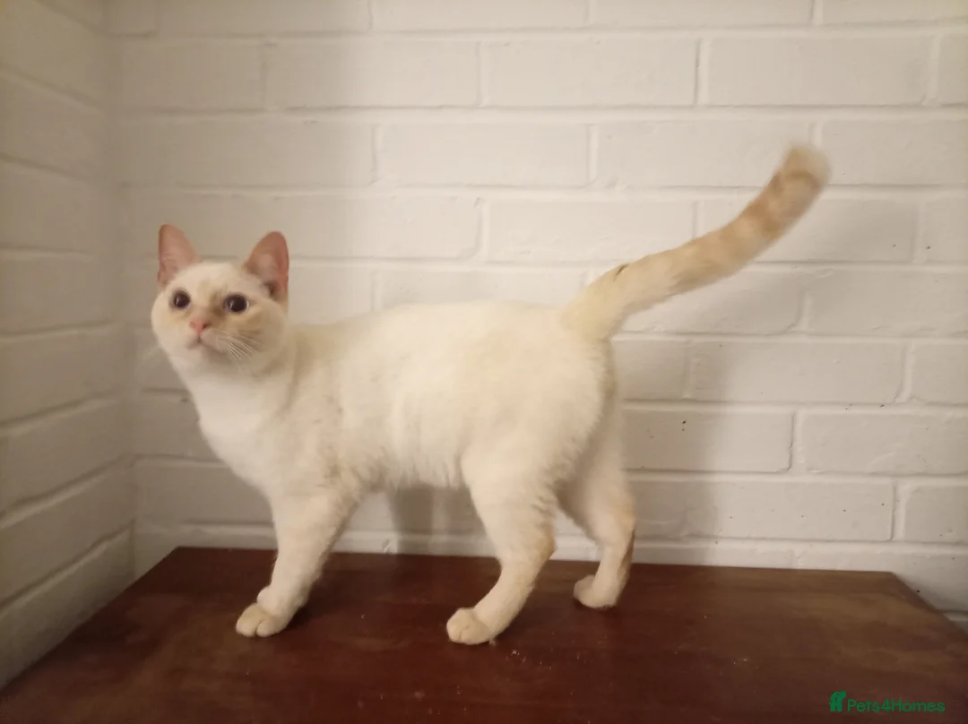 British Shorthair cats for sale: Cream tabby colour point male ready now  - Advert 4