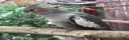 Cockatiels birds for sale: 2 grey cockatiels 2 months old in Enfield - Advert 2