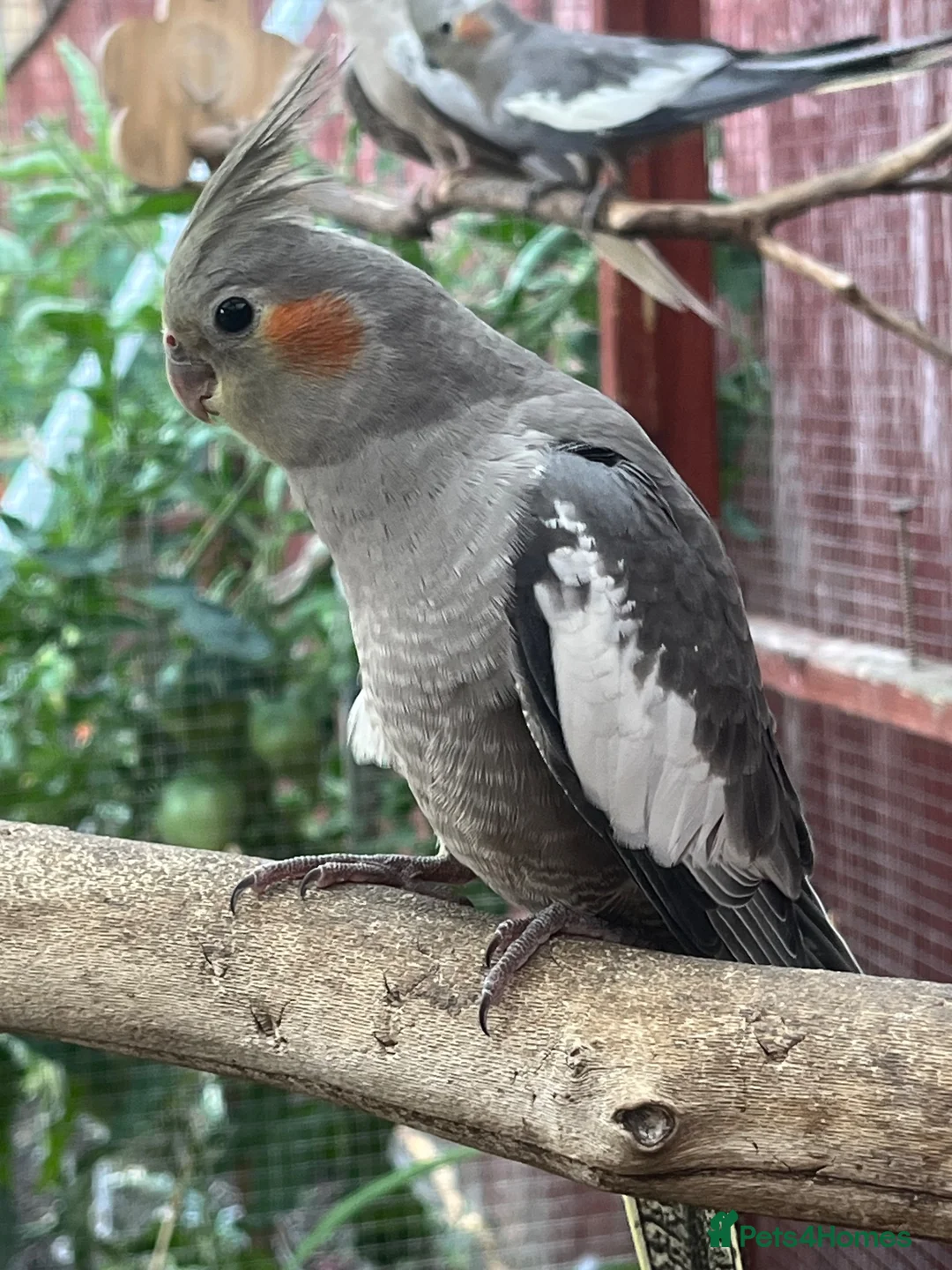Cockatiels birds for sale: 2 grey cockatiels 2 months old in Enfield - Advert 2