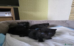 American Shorthair cats for sale: Selling black kittens  - Image 6