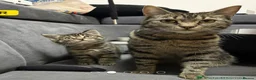 Domestic Shorthair cats for sale: Beautiful, Loving 1-Year-Old Female Cat  - Advert 5