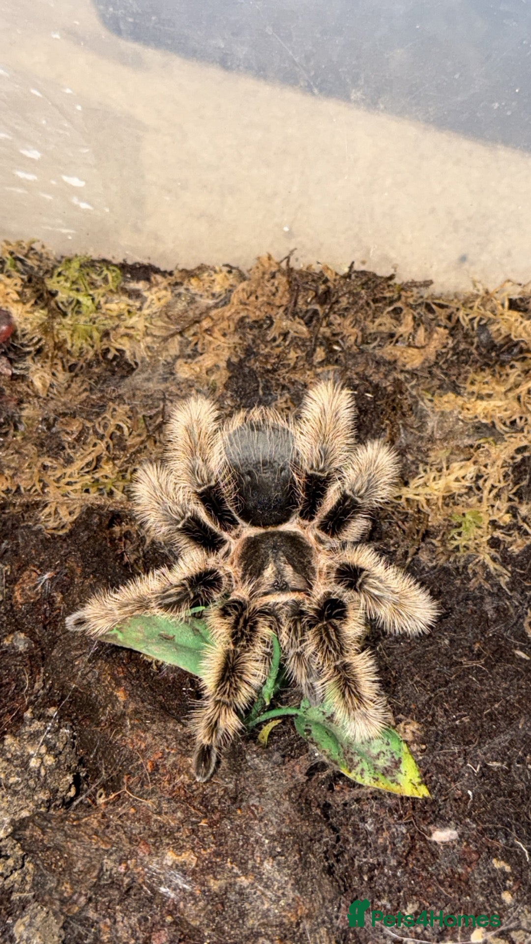 Tarantulas invertebrates for sale: a few spiders :)))  - Advert 21