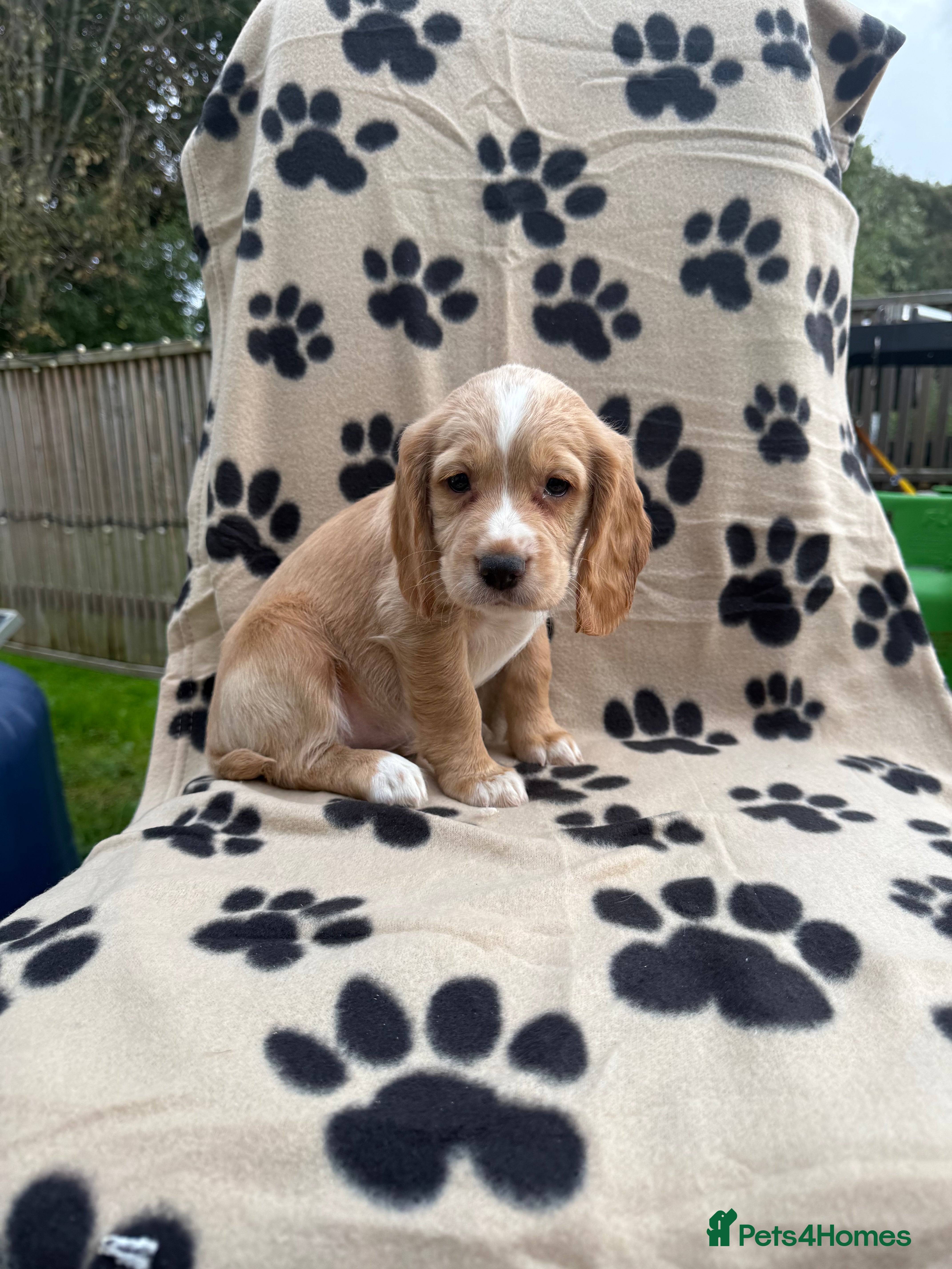Cocker Spaniel dogs Kc registered cocker spaniel pups - Advert 2