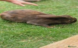 Mixed Breed rabbits for sale: Bunnies - Image 4