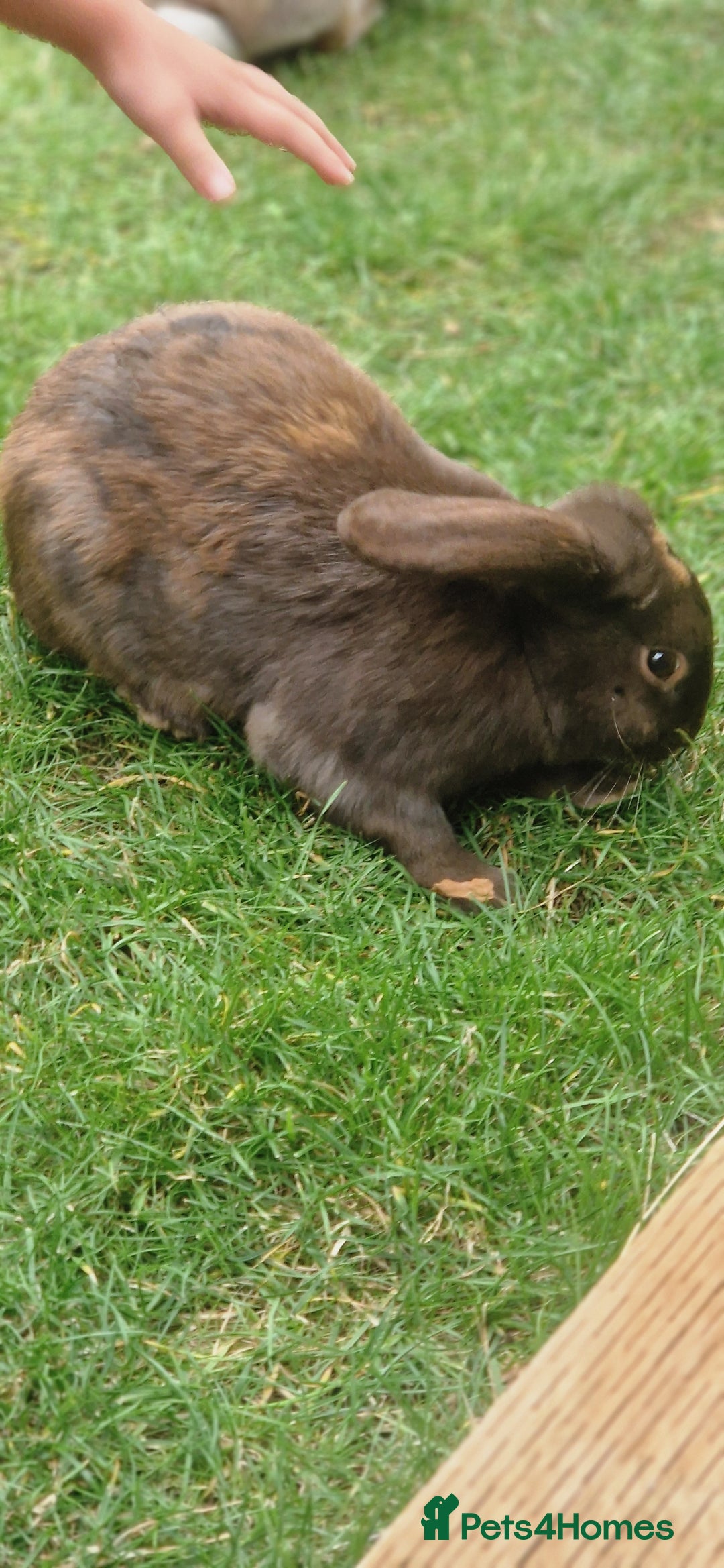 Mixed Breed rabbits for sale: Bunnies - Image 4