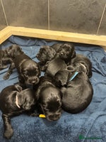 Cocker Spaniel dogs - Advert 14