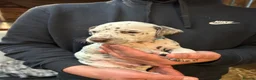 Dalmatian dogs for sale: Dalmatian puppies  in Okehampton - Advert 23