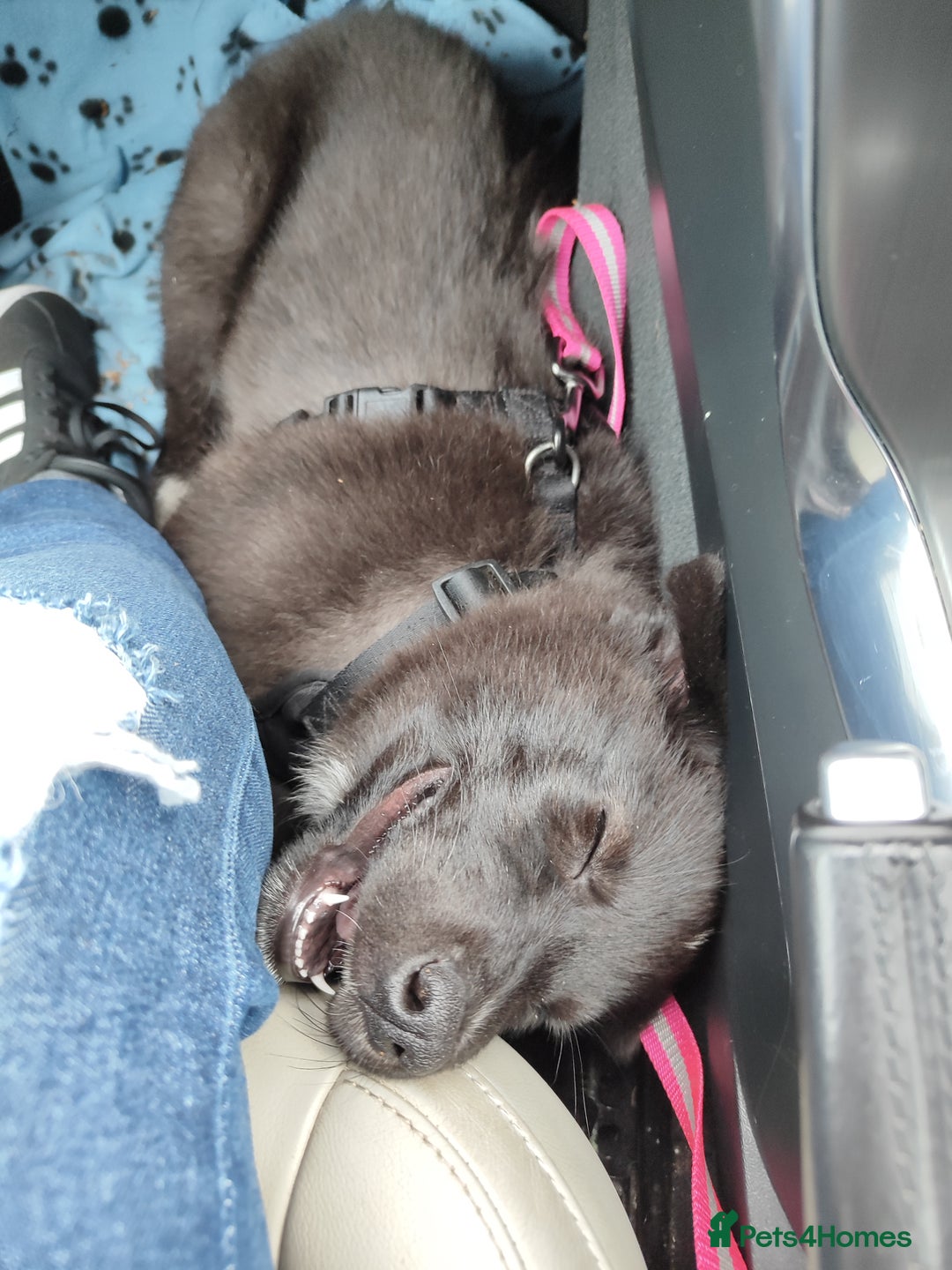 Shepsky dogs for sale: Nyxie - Image 2