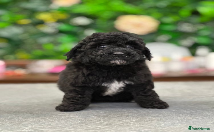 Toy Poodle dogs - Advert 1