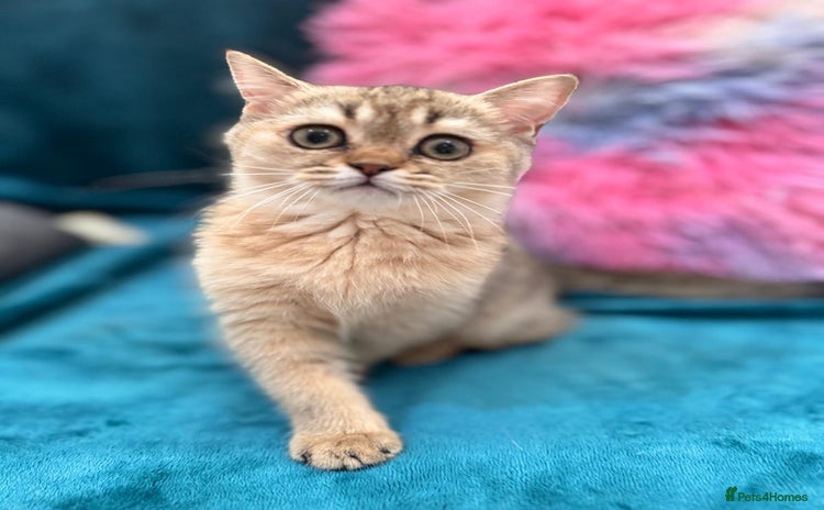 Scottish Fold cats - Advert 3