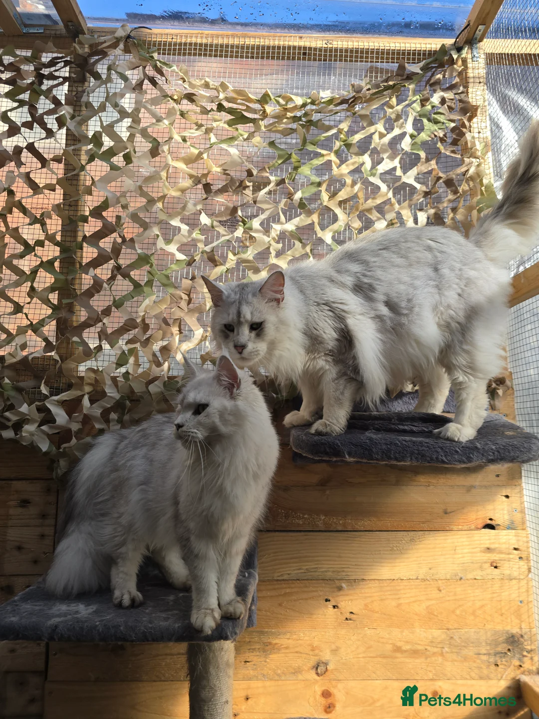 Maine Coon cats for stud: Black Shaded Maine Coon Large Imported in Hull - Advert 34