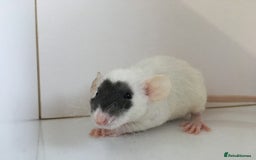 Rat rodents for sale: Adorable Dumbo Baby Rats ❤️ - Image 37