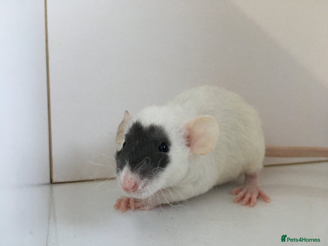 Rat rodents for sale: Adorable Dumbo Baby Rats ❤️ - Image 37