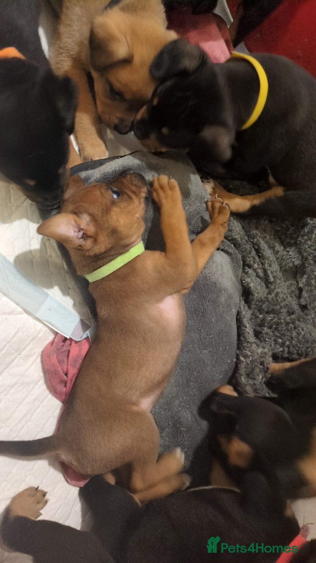 Mixed Breed dogs for sale: Puppies for sale  - Advert 7