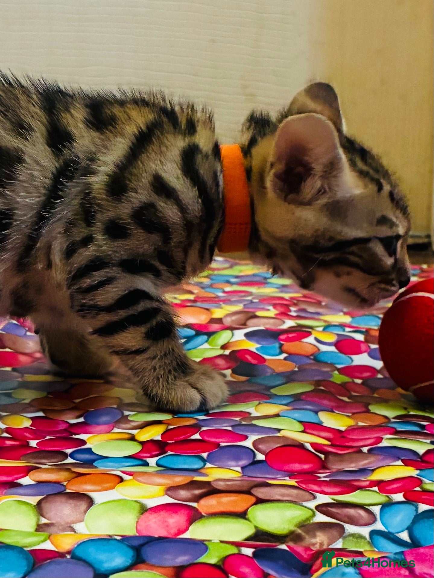 Bengal cats FINAL KITTEN!! Beautiful Bengal kittens .  - Advert 2