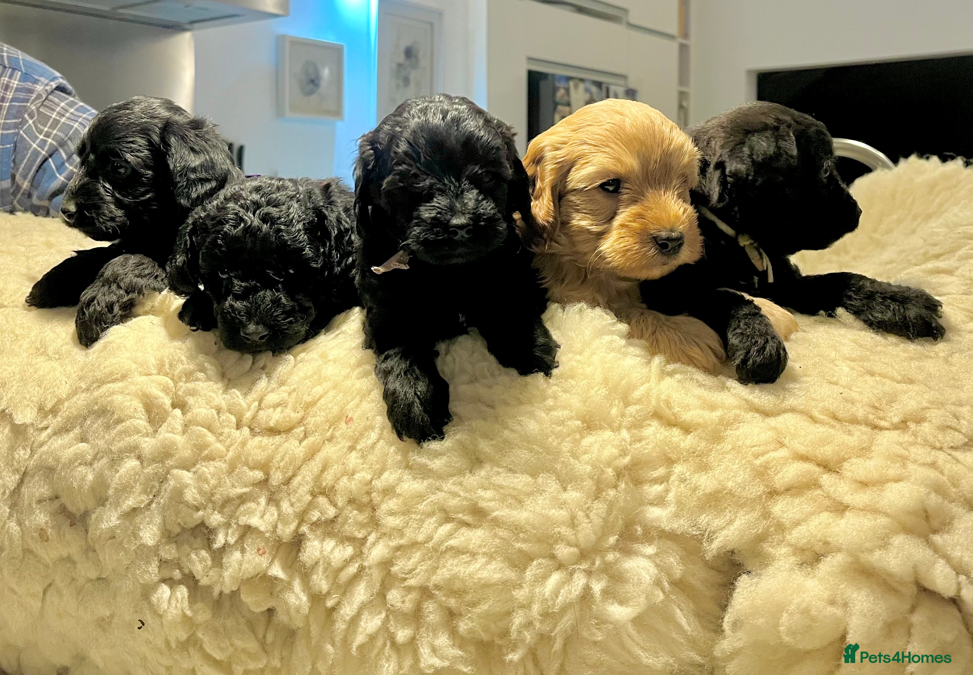 Jackapoo dogs Jackapoo Puppies - Advert 6