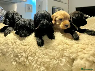 Jackapoo dogs Jackapoo Puppies - Advert 6