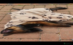 Belgian Shepherd Dog dogs for sale: Belgian Malinois.1girl and 1 boy left.Reduced £ in Peterborough - Image 15