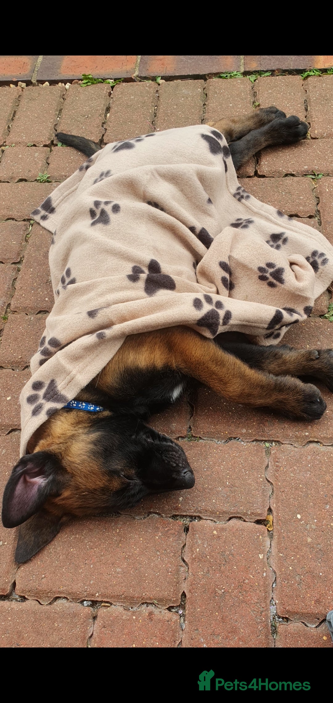 Belgian Shepherd Dog dogs for sale: Belgian Malinois.1girl and 1 boy left.Reduced £ in Peterborough - Image 15