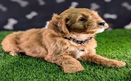 Cavachon dogs for sale: Adorable and Healthy Cavapoochon Puppies  - Image 4