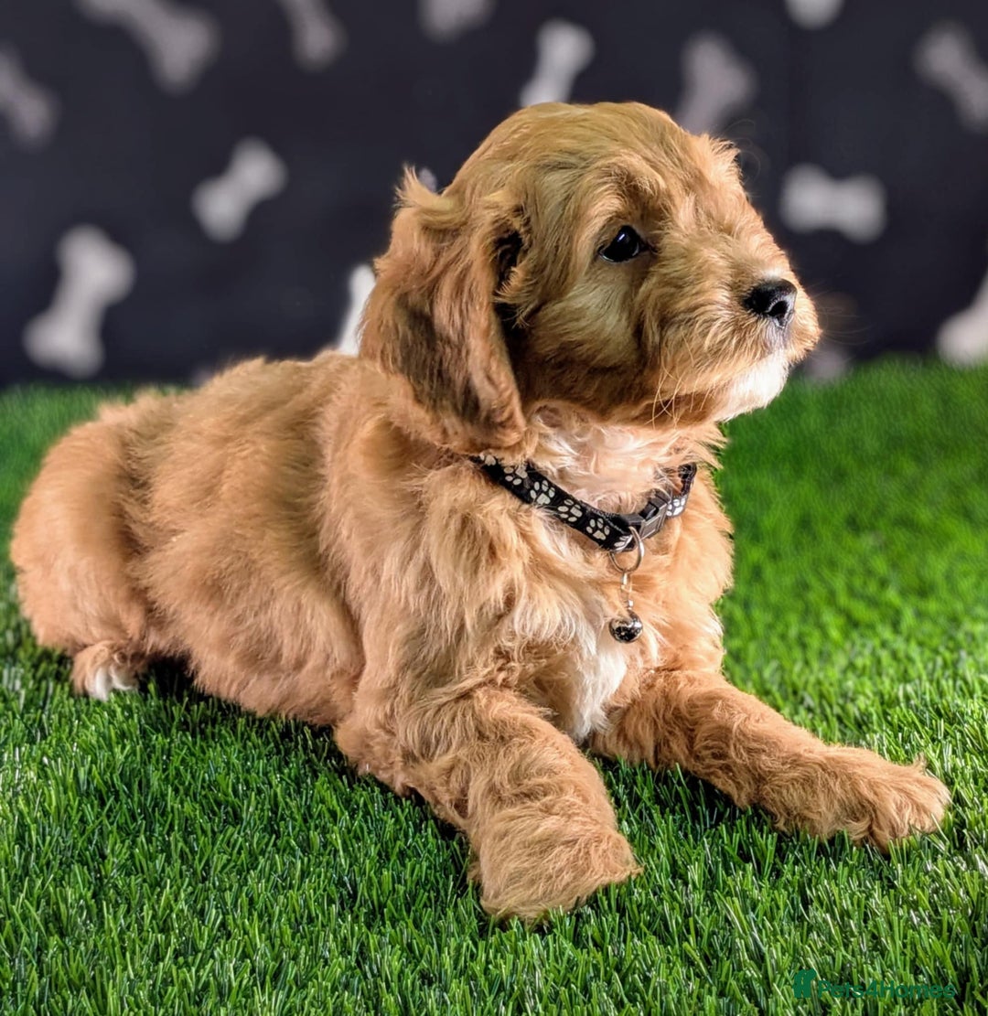 Cavachon dogs for sale: Adorable and Healthy Cavapoochon Puppies  - Image 4