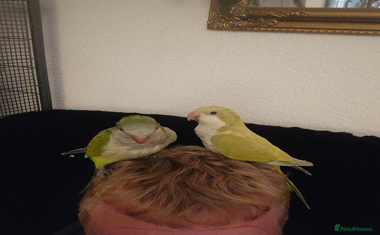 Cockatiels birds - Advert 11