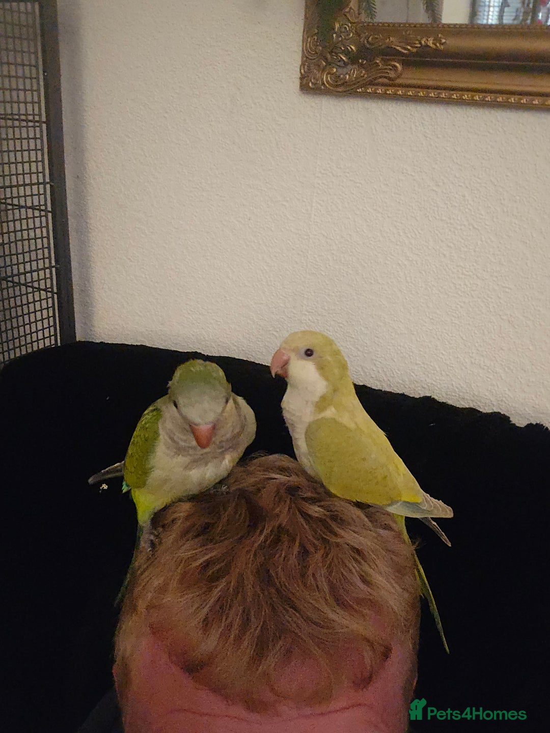 Cockatiels birds for sale: 2 quakers 250 each or pair for 400 - Image 1