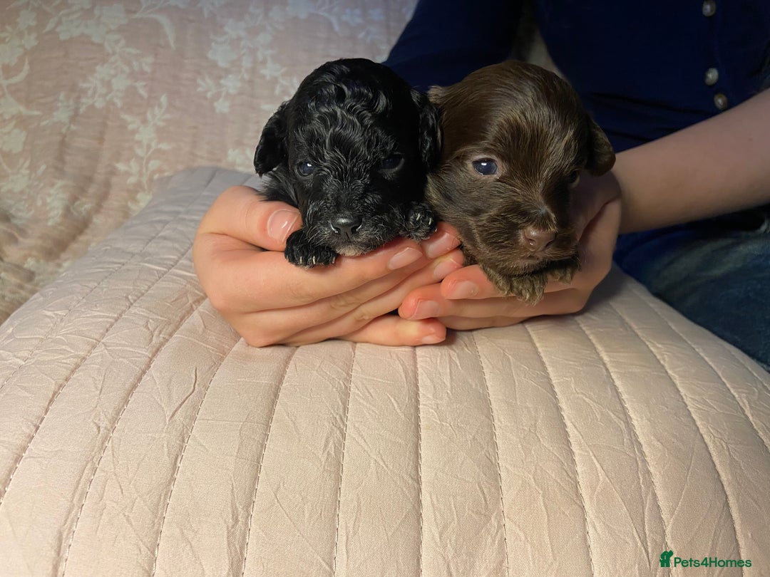 Maltipoo dogs for sale: Adorable F1b Maltipoos - Advert 7