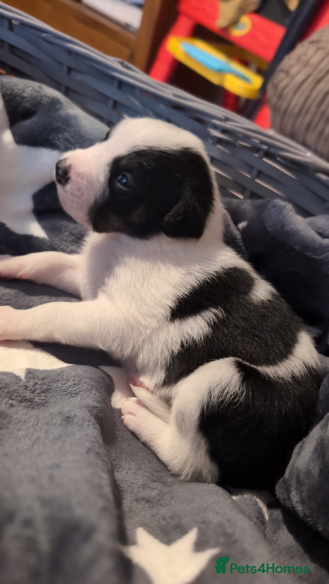 Mixed Breed dogs for sale: 1 puppy left, beautiful little girl 🩷🩷🩷 - Advert 2