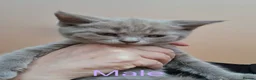 British Shorthair cats for sale: British Shorthair kittens  - Advert 8