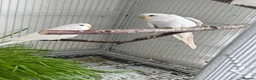 Budgerigars birds for sale: Young Budgies - Advert 5