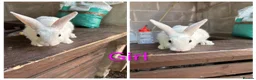 Mixed Breed rabbits for sale: 5 rabbits for sale in Telford - Advert 4