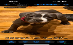 Staffordshire Bull Terrier dogs for sale: Lovely kc reg Staffordshire bull terrier puppies  - Image 4