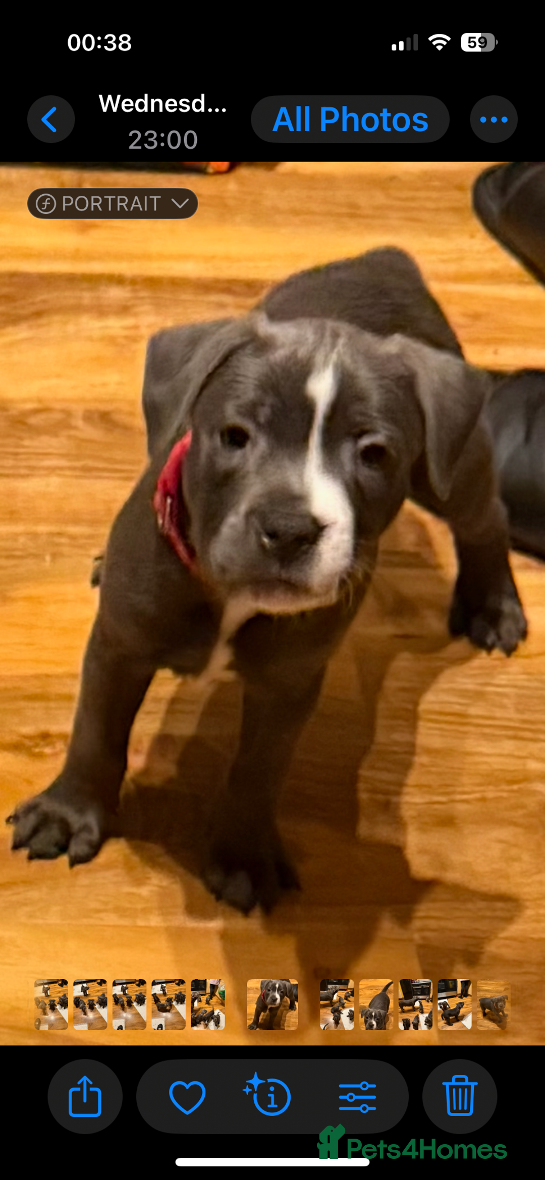 Staffordshire Bull Terrier dogs for sale: Lovely kc reg Staffordshire bull terrier puppies  - Image 4