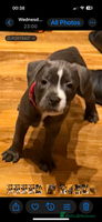 Staffordshire Bull Terrier dogs - Advert 4