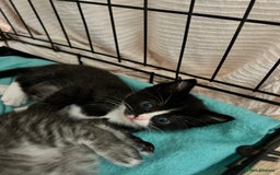 Ragcoon cats for sale: Ragcoons!  in Shepton Mallet - Image 9