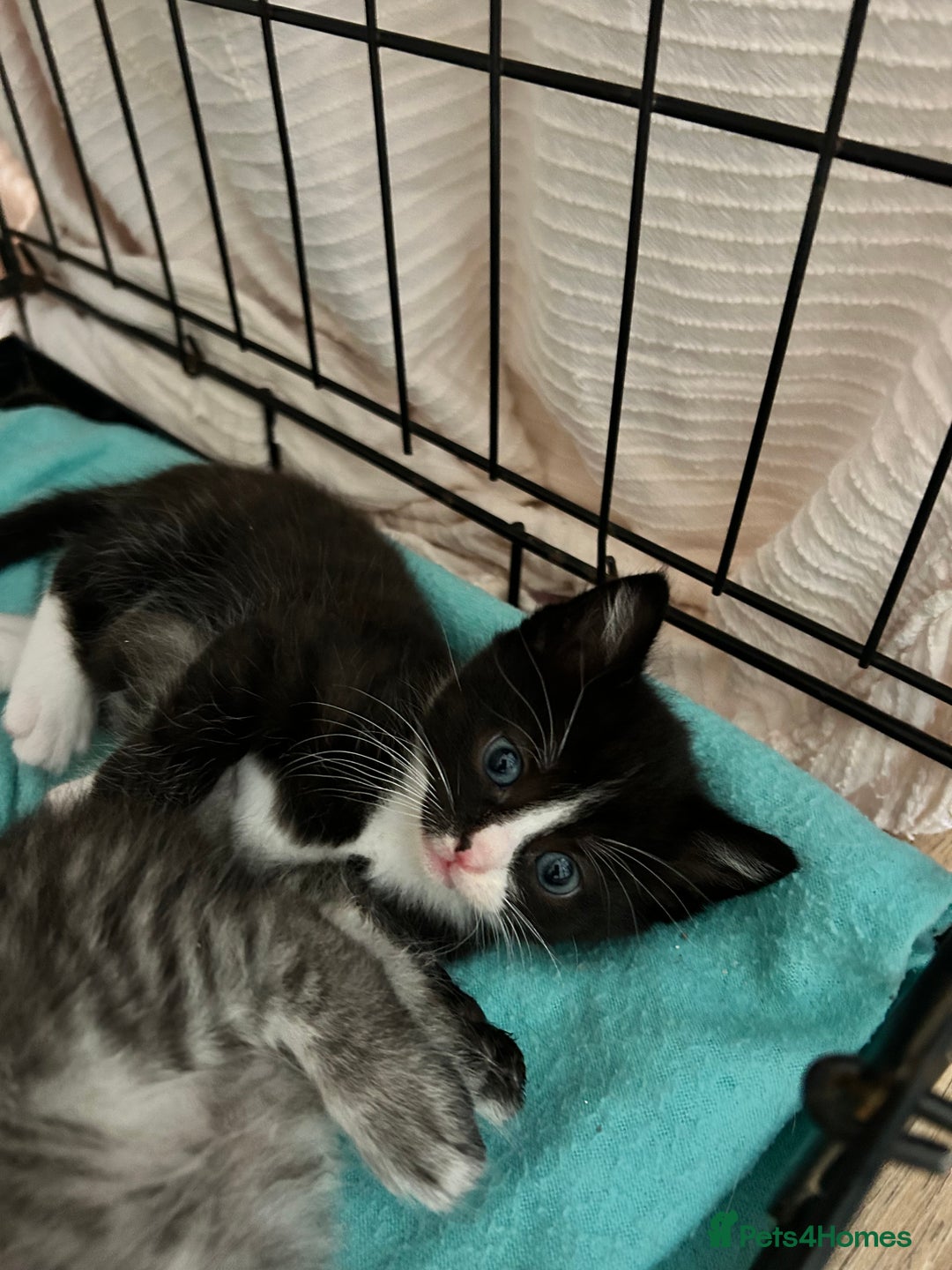 Ragcoon cats for sale: Ragcoons!  in Shepton Mallet - Image 9