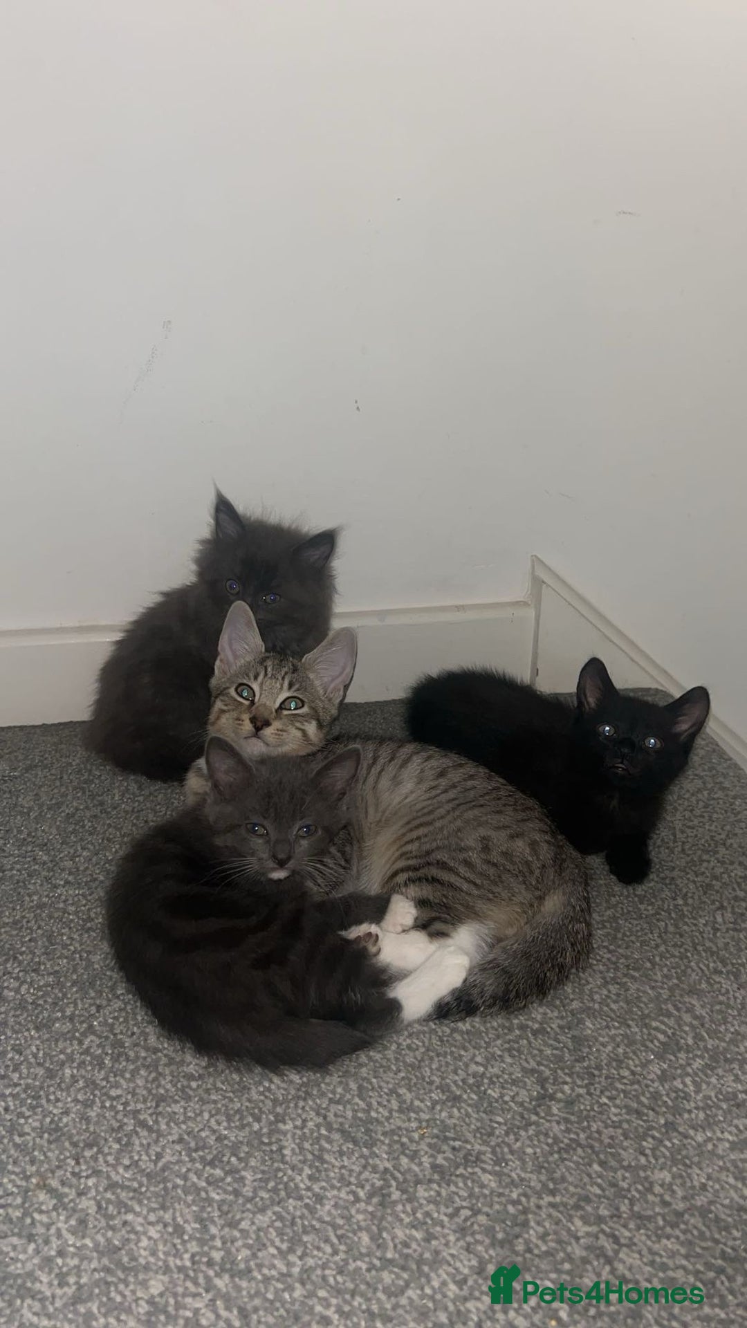 British Shorthair cats for sale: British shorthair x Bengal kittens - Image 13