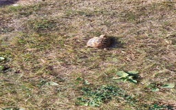 Tortoise reptiles for sale: Dwarf Hermann's tortoise - Image 7