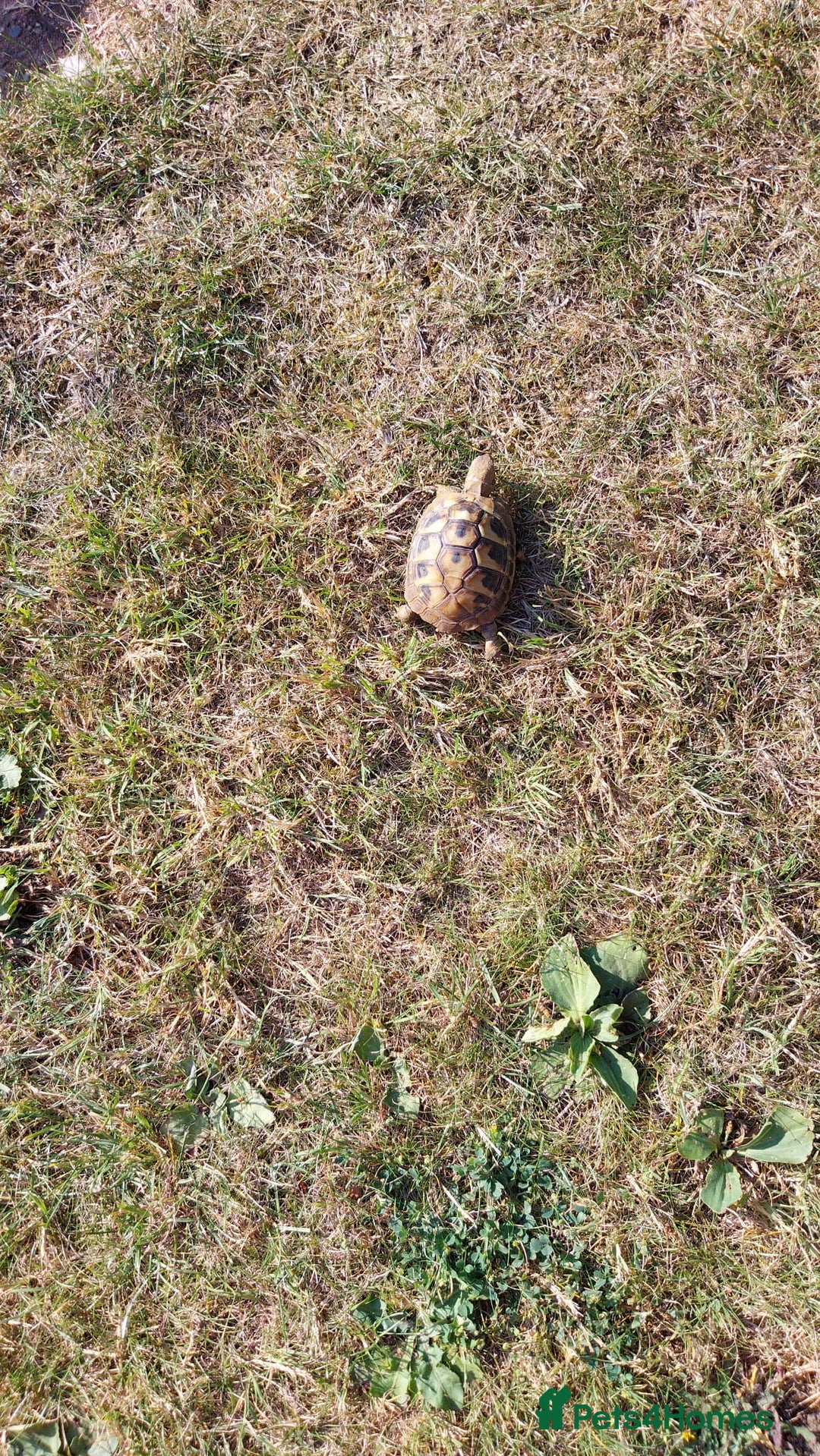 Tortoise reptiles for sale: Dwarf Hermann's tortoise - Image 7