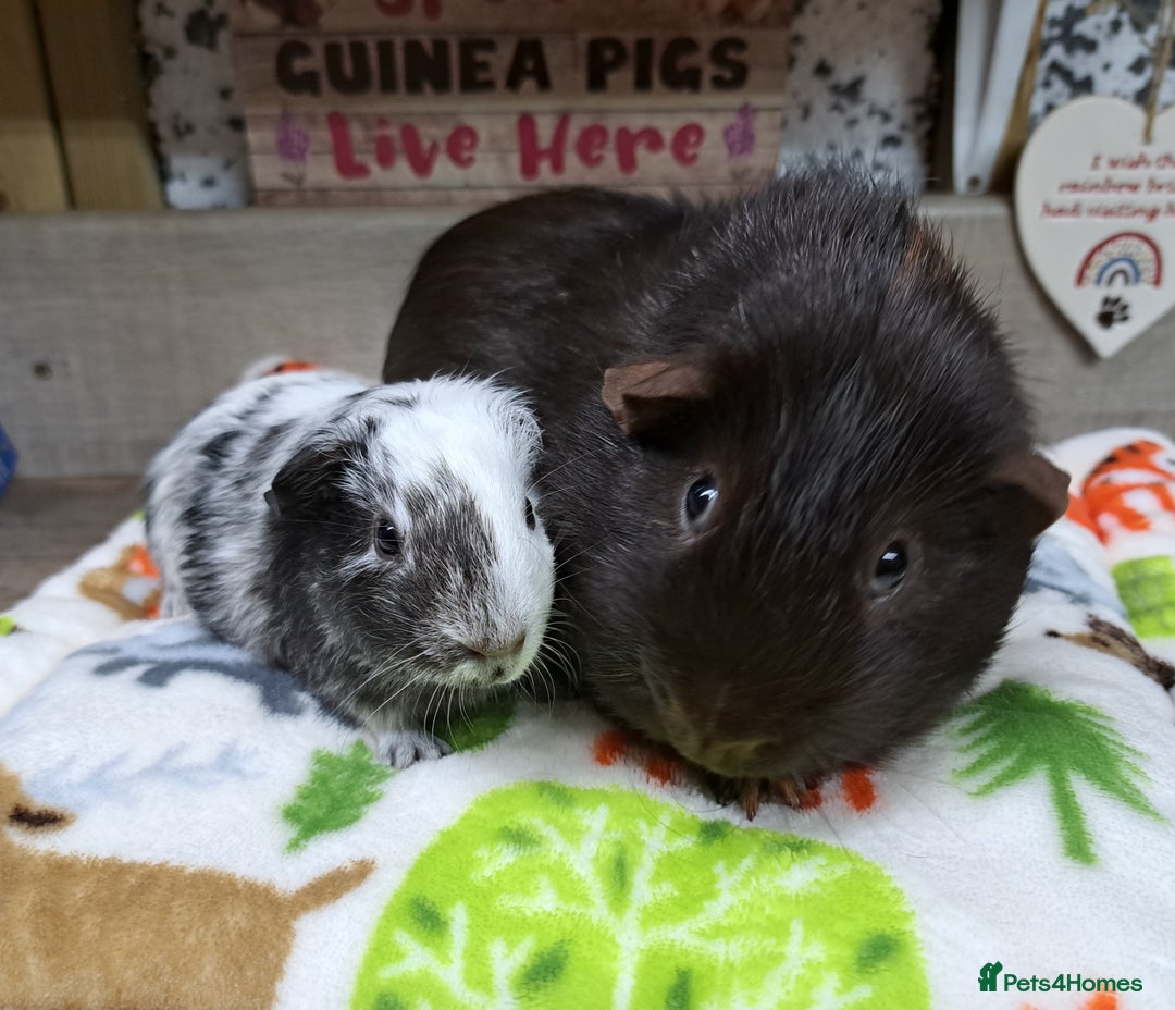 Guinea Pig rodents for sale: Two male guinea pigs - Leeds based - Advert 2