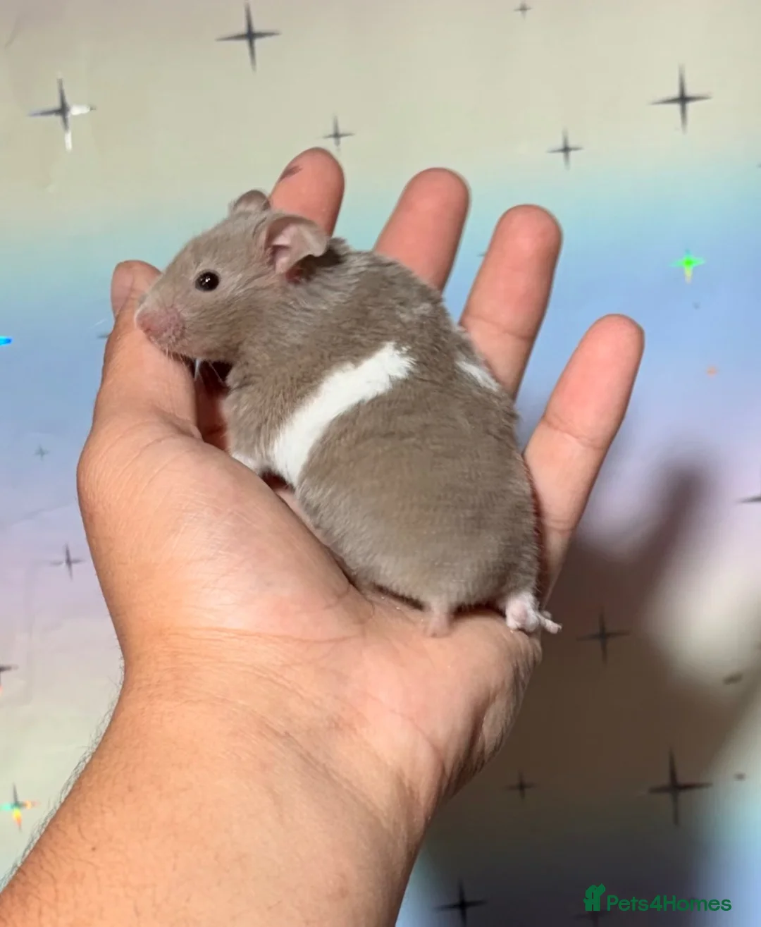 Hamster rodents for sale: STUNNING TAME PEDIGREE SYRIAN HAMSTERS - Advert 1