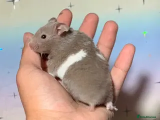 Hamster rodents STUNNING TAME PEDIGREE SYRIAN HAMSTERS - Advert 6