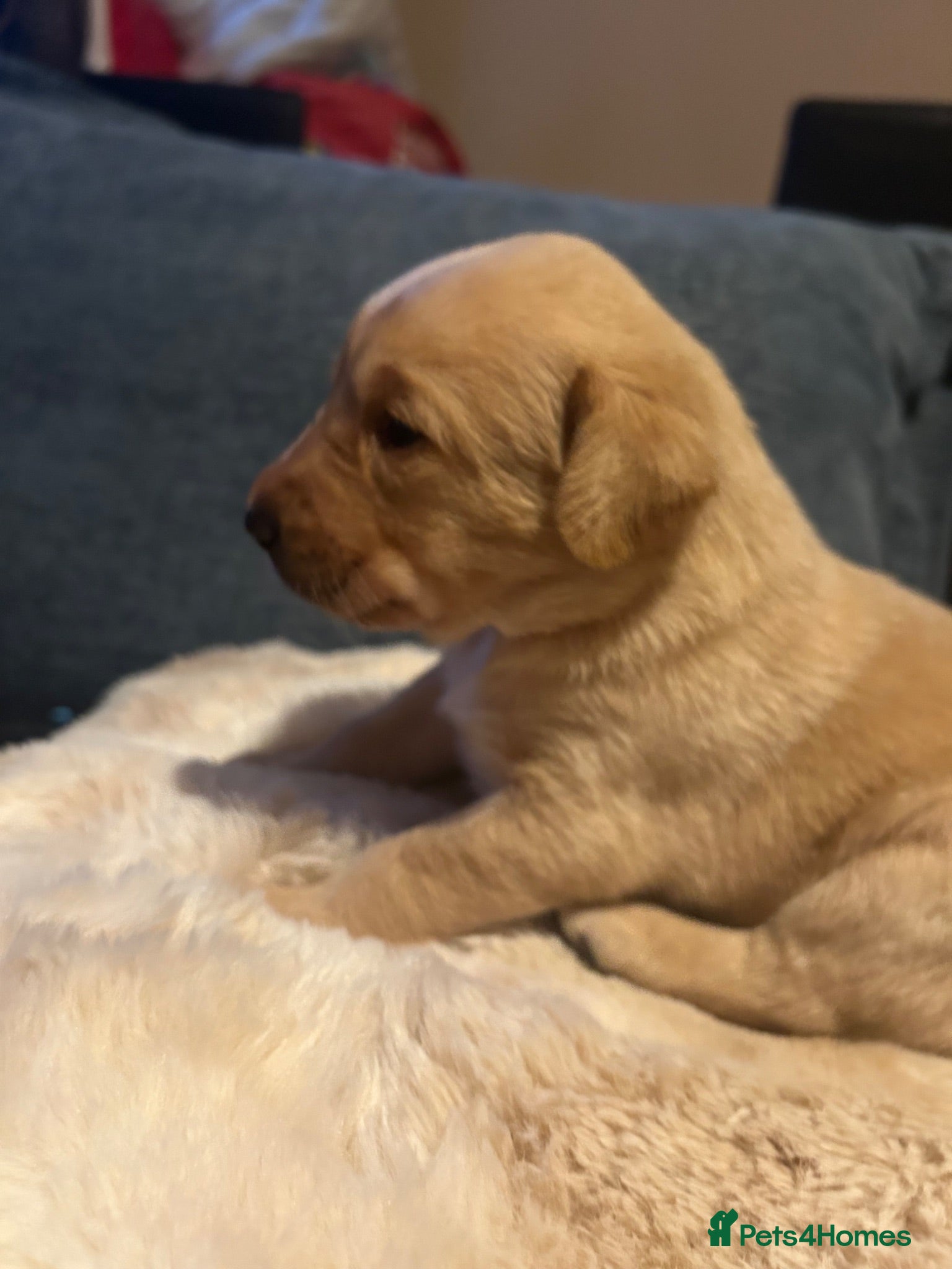 Labrador Retriever dogs Gorgeous Labrador puppies  - Advert 2
