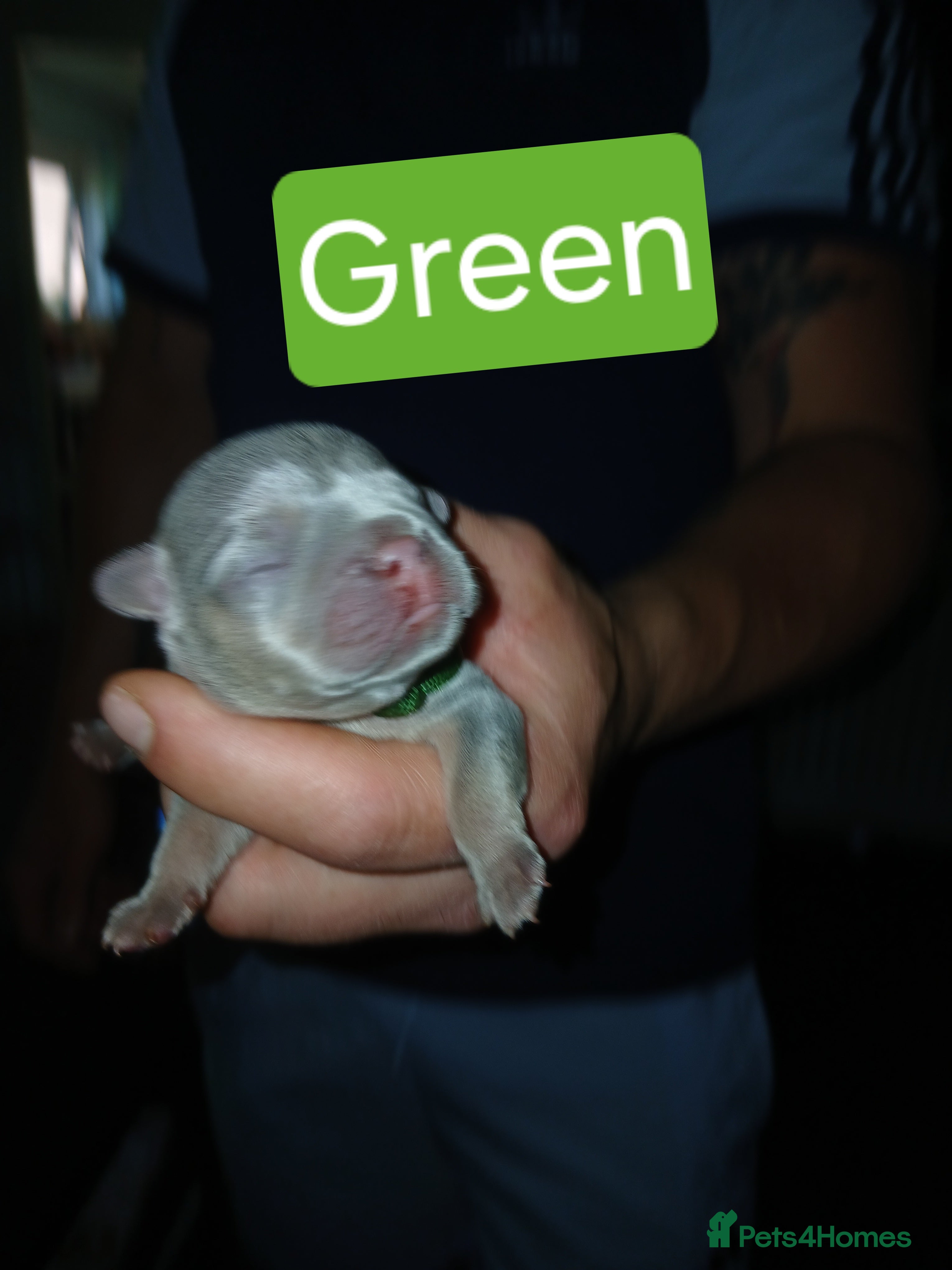 French Bulldog dogs for sale: French bulldog puppies payment plans available  - Advert 8