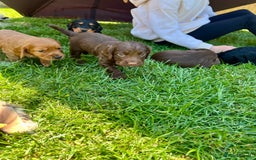 Cocker Spaniel dogs for sale: KC Registered Working Cocker Spaniel Puppies  in Shepton Mallet - Image 17