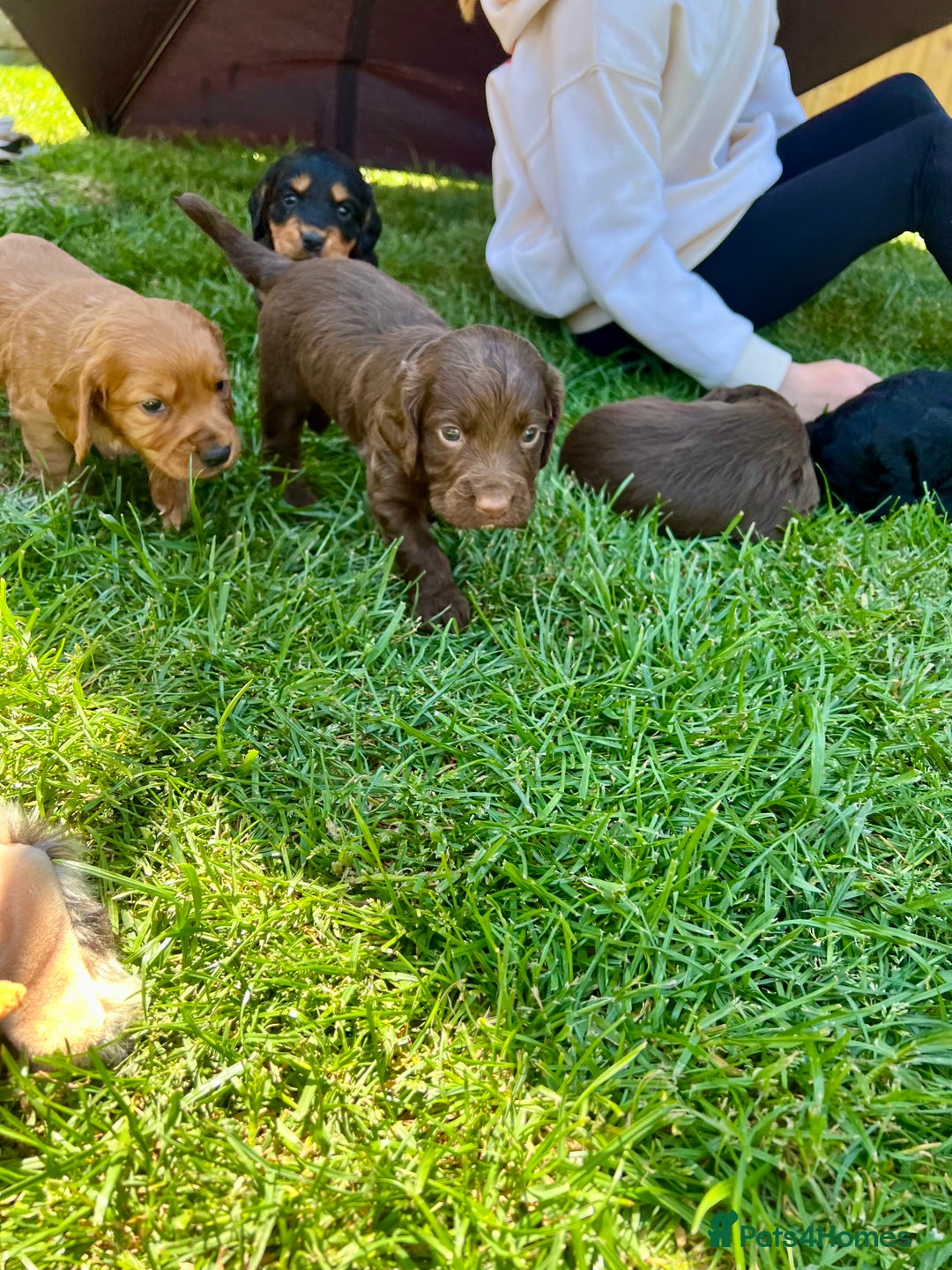 Cocker Spaniel dogs for sale: KC Registered Working Cocker Spaniel Puppies  in Shepton Mallet - Image 17
